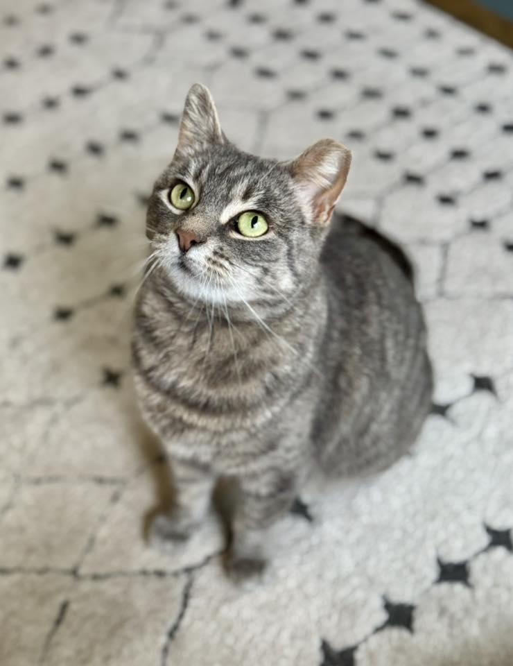 Pie, a Adoptable Domestic Short Hair in Penfield, NY image 2/4