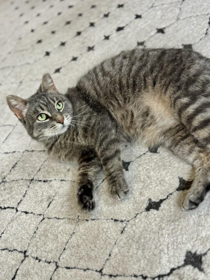 Pie, a Adoptable Domestic Short Hair in Penfield, NY image 3/4