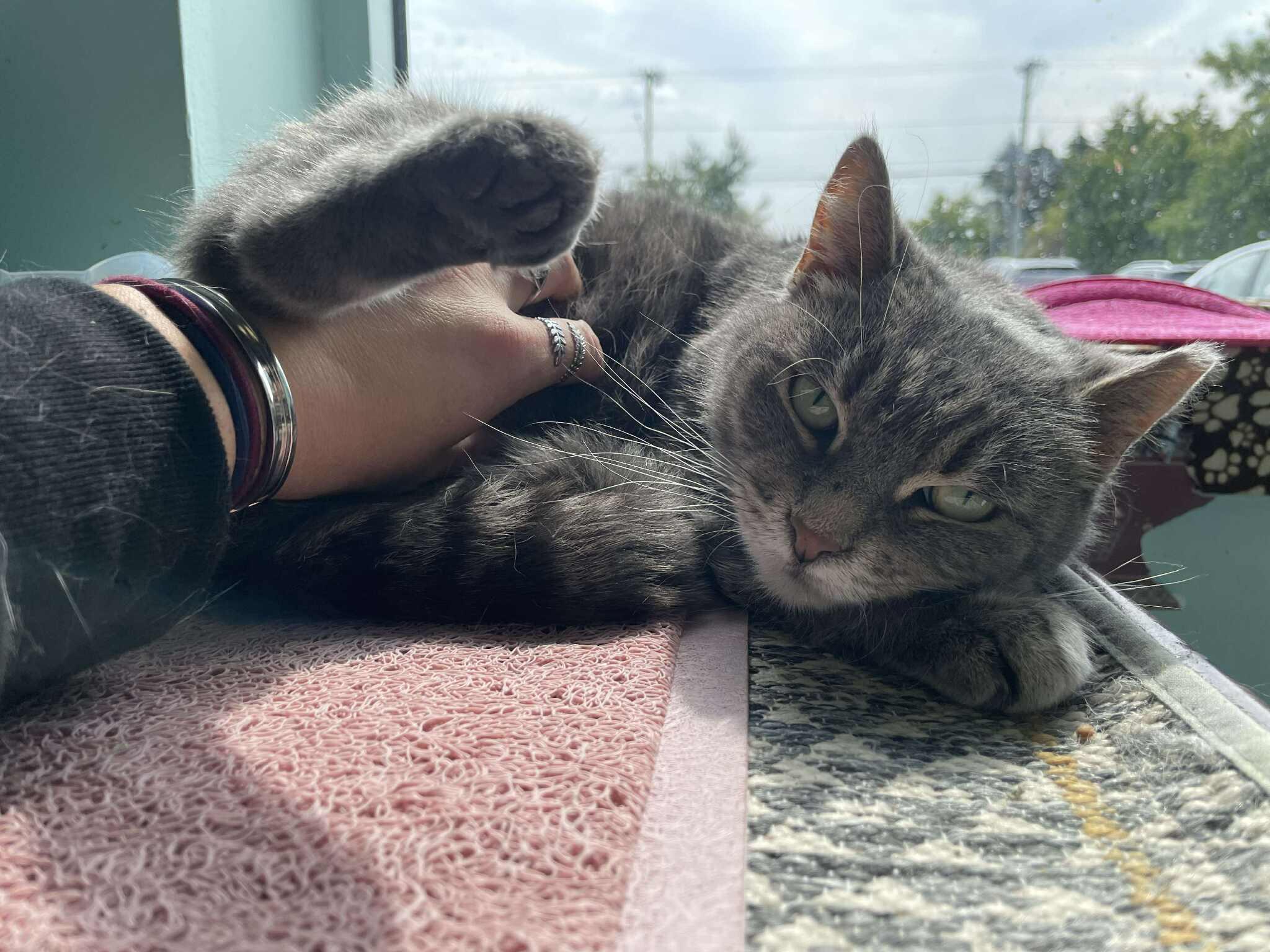 Pie, a Adoptable Domestic Short Hair in Penfield, NY image 4/4