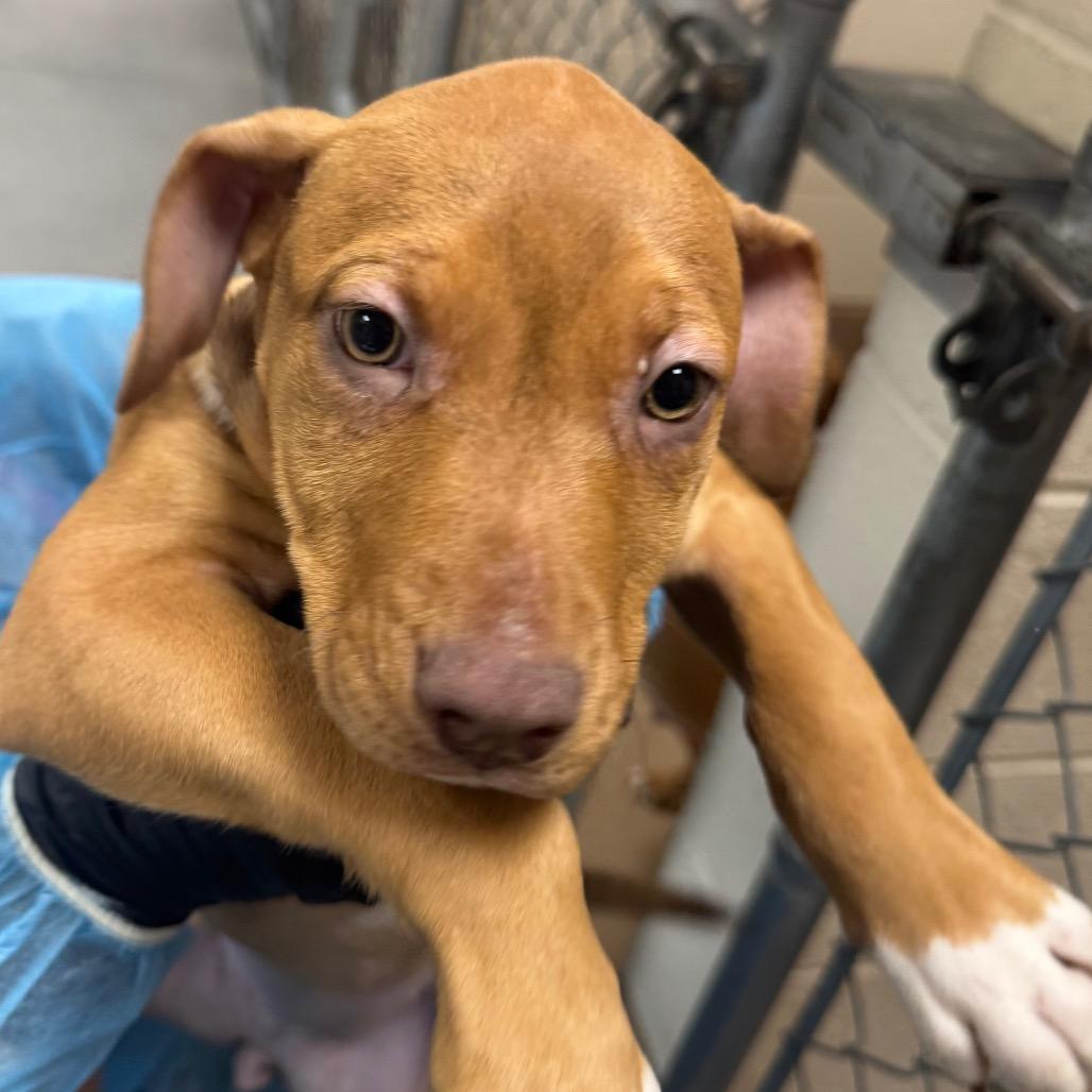 Steezy, Adoptable, Puppy Female Rhodesian Ridgeback.