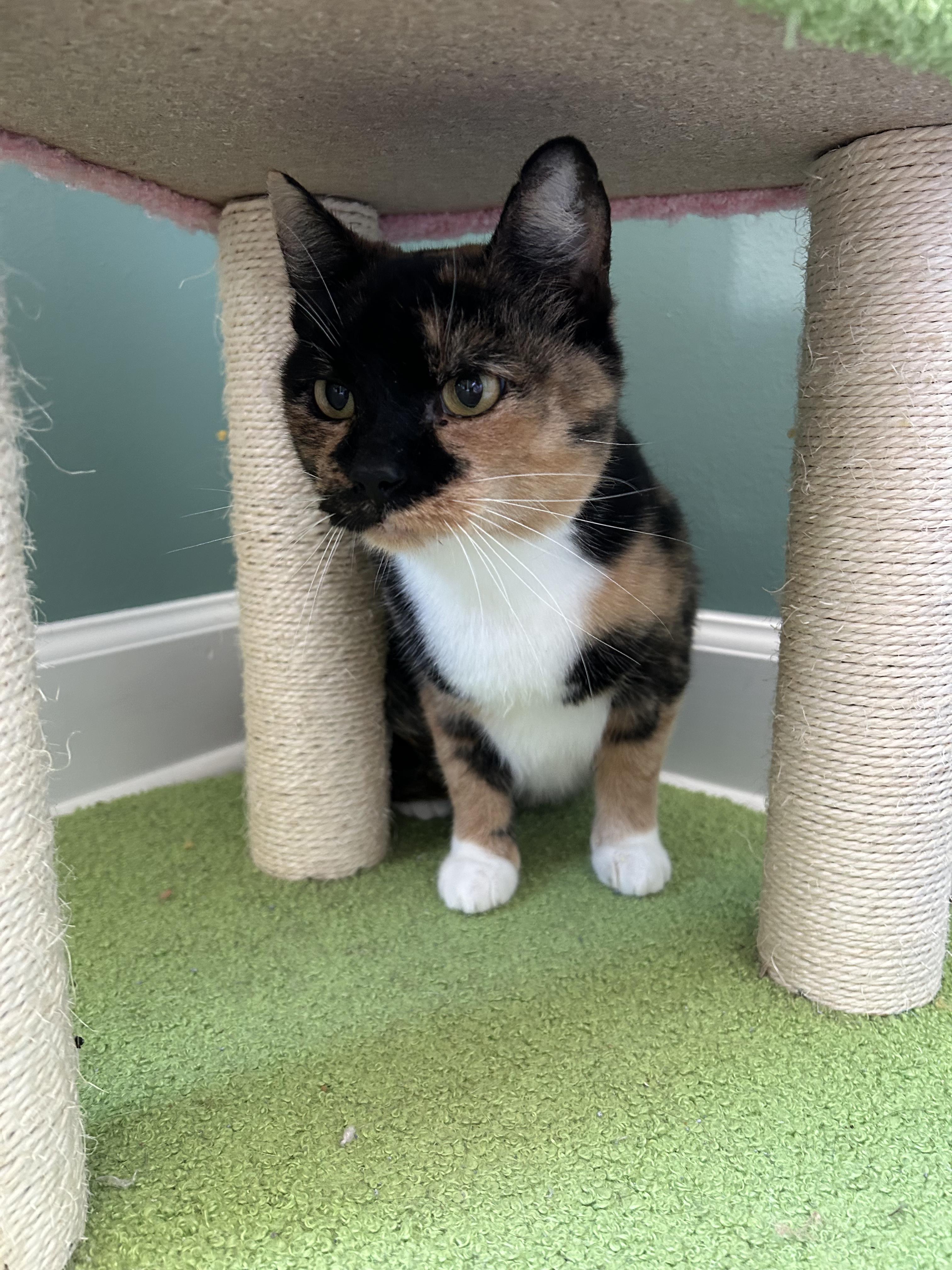 Enlarge Darcie, a Adopted Calico in Stowe, VT image 4/4
