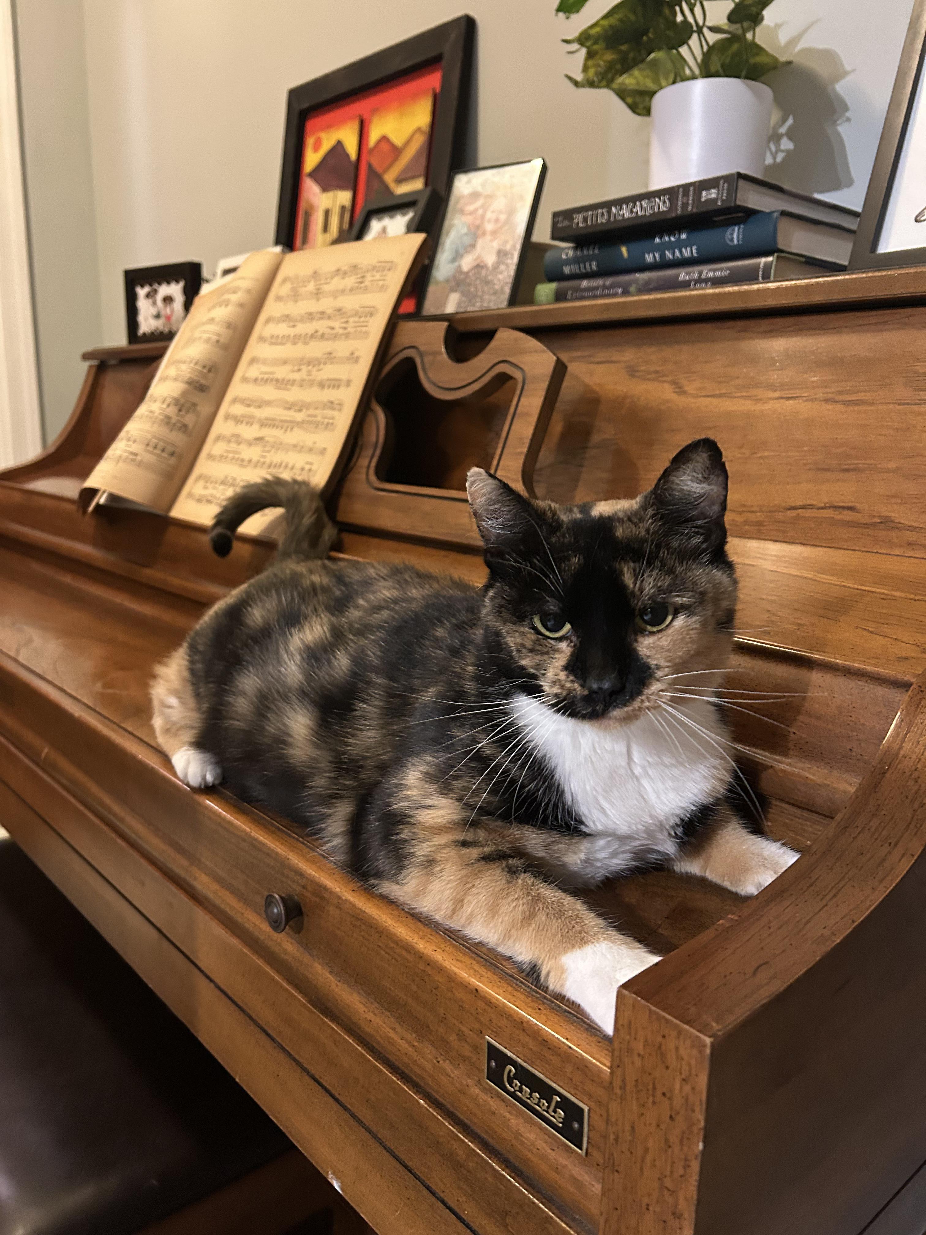 Enlarge Darcie, a Adopted Calico in Stowe, VT image 2/4