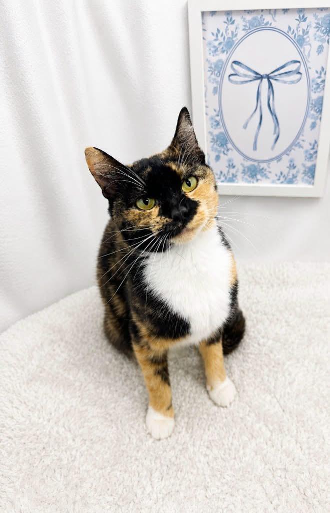 Darcie, Adopted, Adult Female Calico.