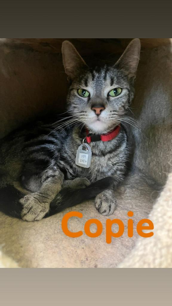 Copie, Adoptable, Adult Female Domestic Short Hair.