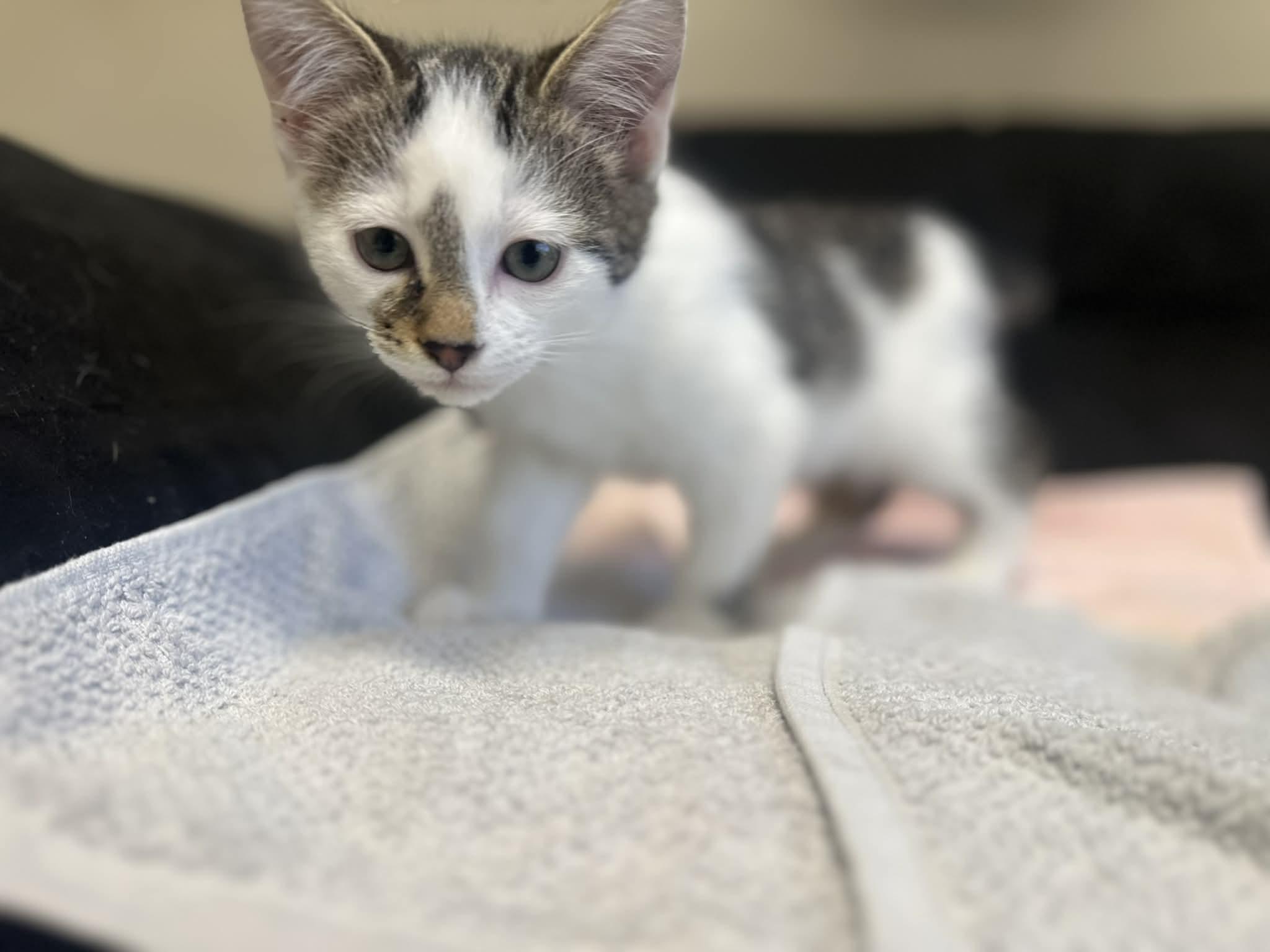 Enlarge Benedict, a ADOPTABLE Domestic Short Hair in Duluth, GA image 5/5