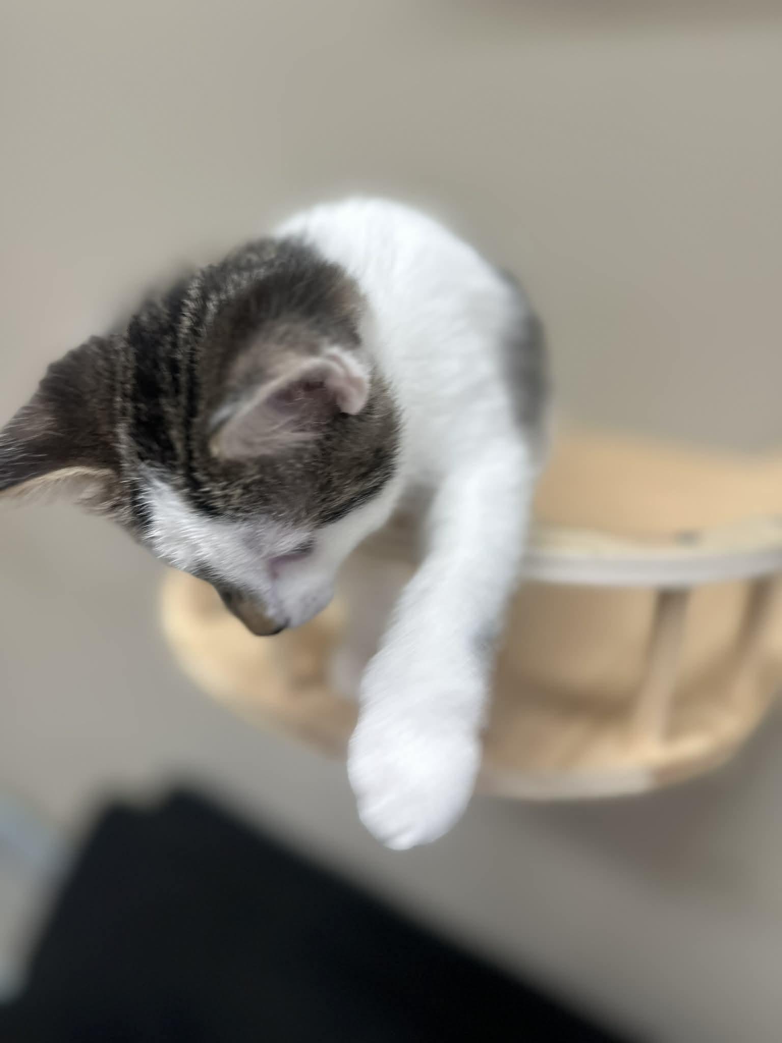 Enlarge Benedict, a ADOPTABLE Domestic Short Hair in Duluth, GA image 3/5