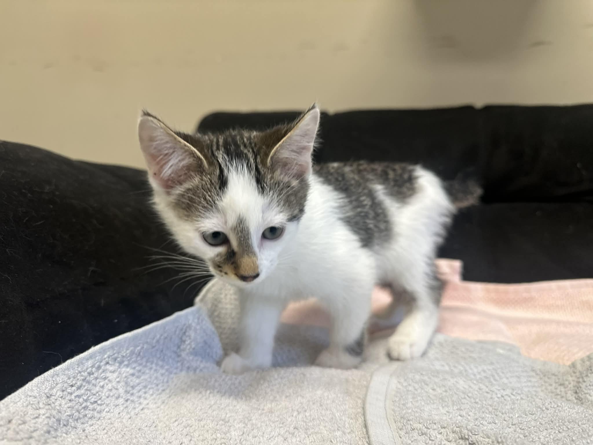 Enlarge Benedict, a ADOPTABLE Domestic Short Hair in Duluth, GA image 4/5