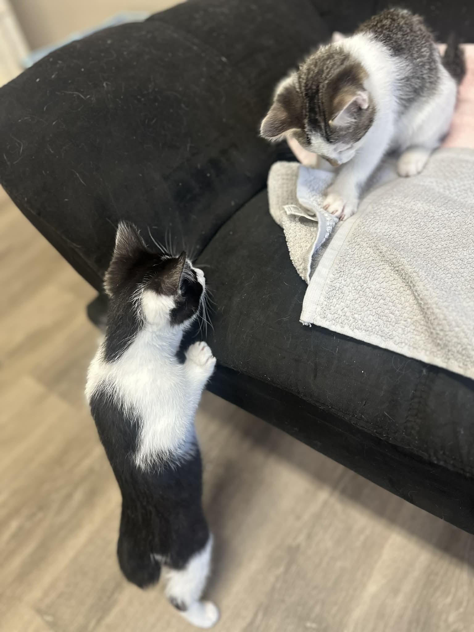 Enlarge Benedict, a ADOPTABLE Domestic Short Hair in Duluth, GA image 2/5