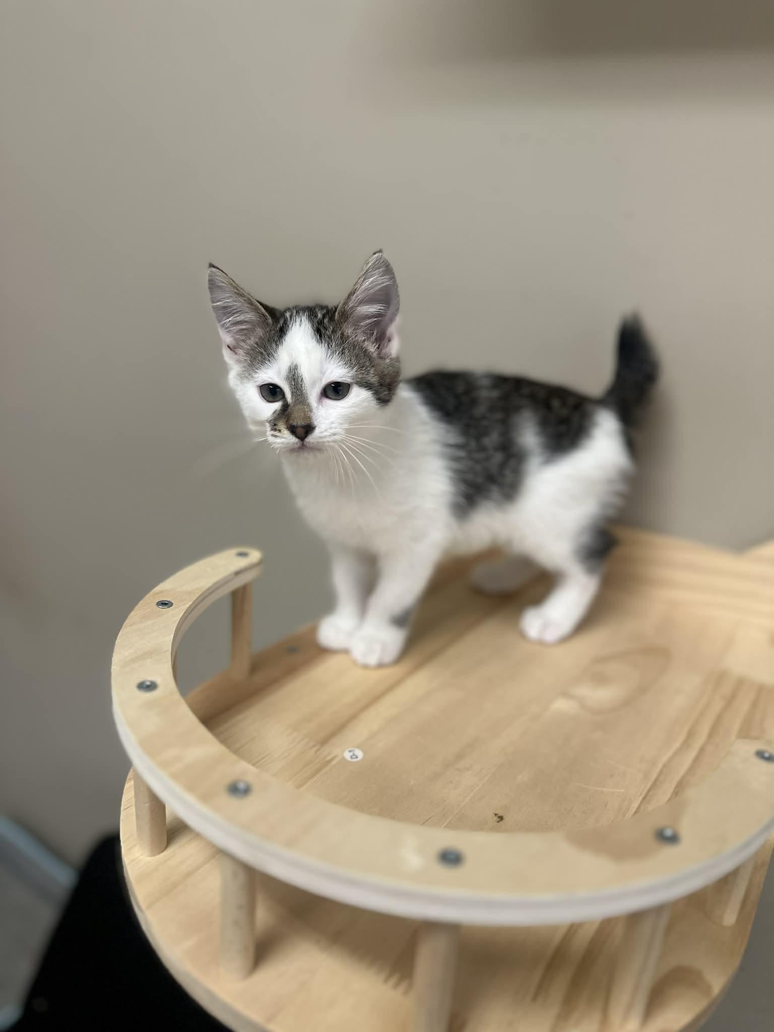 Enlarge Benedict, a ADOPTABLE Domestic Short Hair in Duluth, GA image 1/5