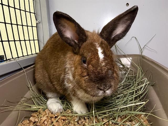 Enlarge SHARON, a Adoptable Bunny Rabbit in Santa Rosa, CA image 1/1