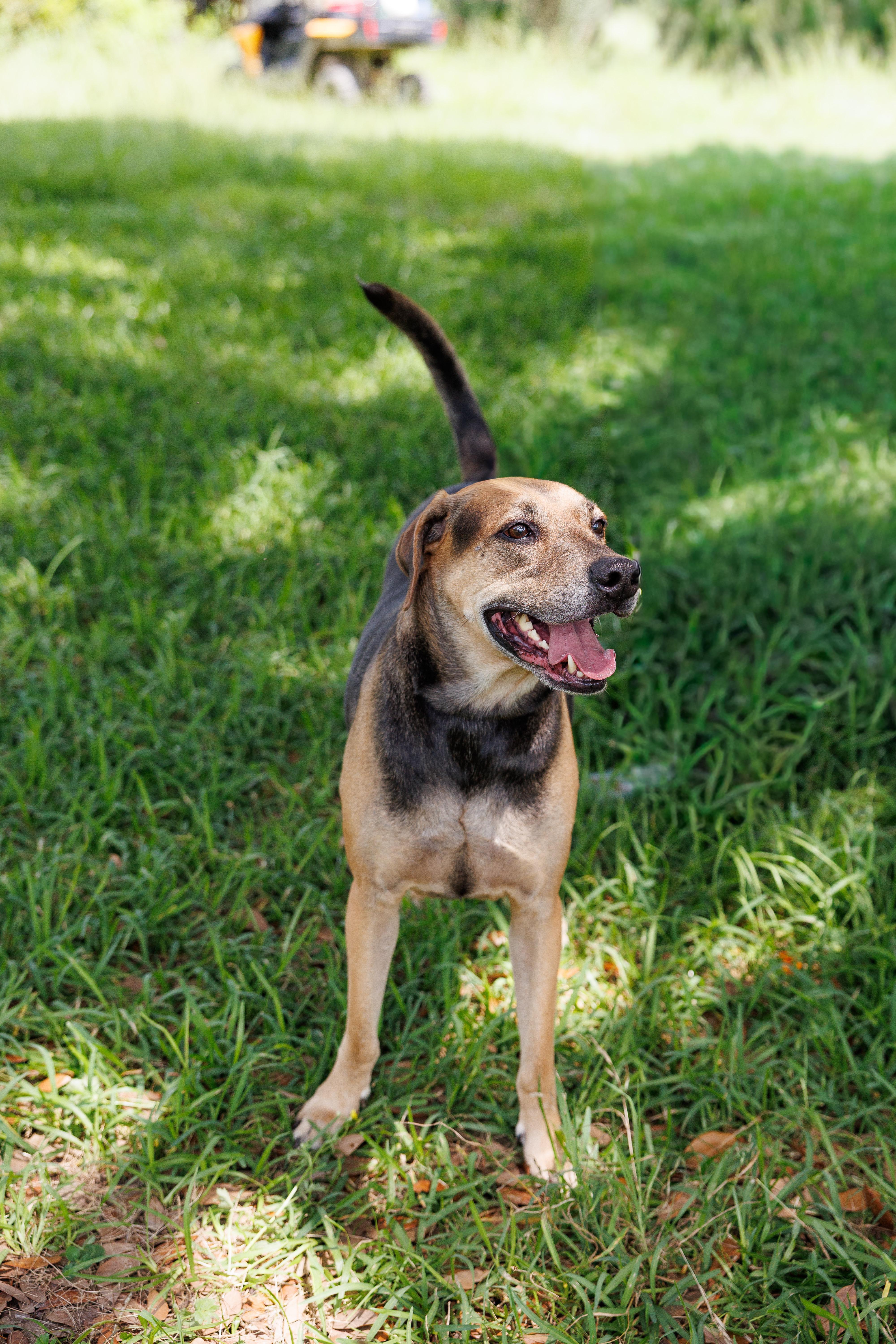 Enlarge Copper, a Adoptable mixed breed in Brattleboro, VT image 2/6
