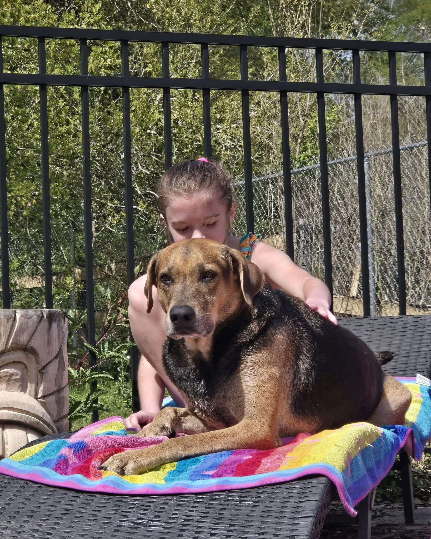 Enlarge Copper, a Adoptable mixed breed in Brattleboro, VT image 6/6