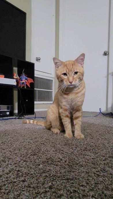 Panzas — thumbnail 2