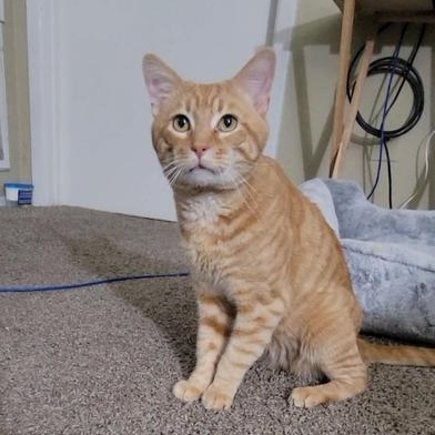 Panzas — thumbnail 3