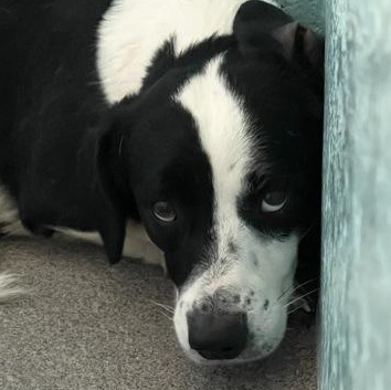 Enlarge Jackson, a ADOPTABLE mixed breed in Flagstaff, AZ image 2/2