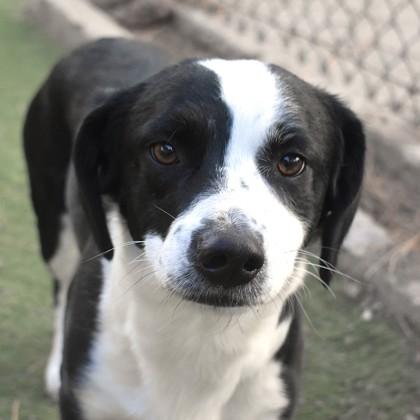 Enlarge Jackson, a ADOPTABLE mixed breed in Flagstaff, AZ image 1/2