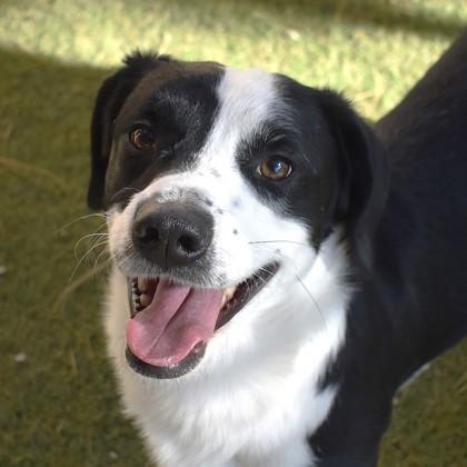 Jackson, ADOPTABLE, Adult Male Australian Shepherd.