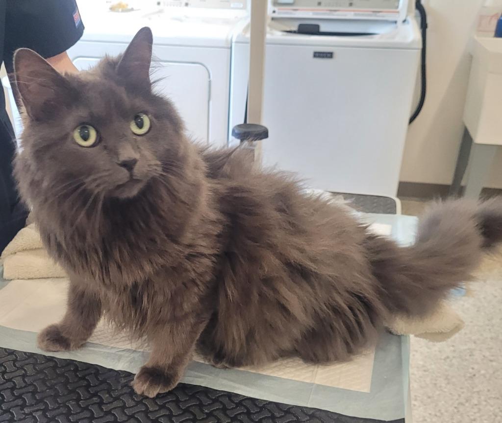 Snuggles, Adoptable, Adult Female Domestic Long Hair.