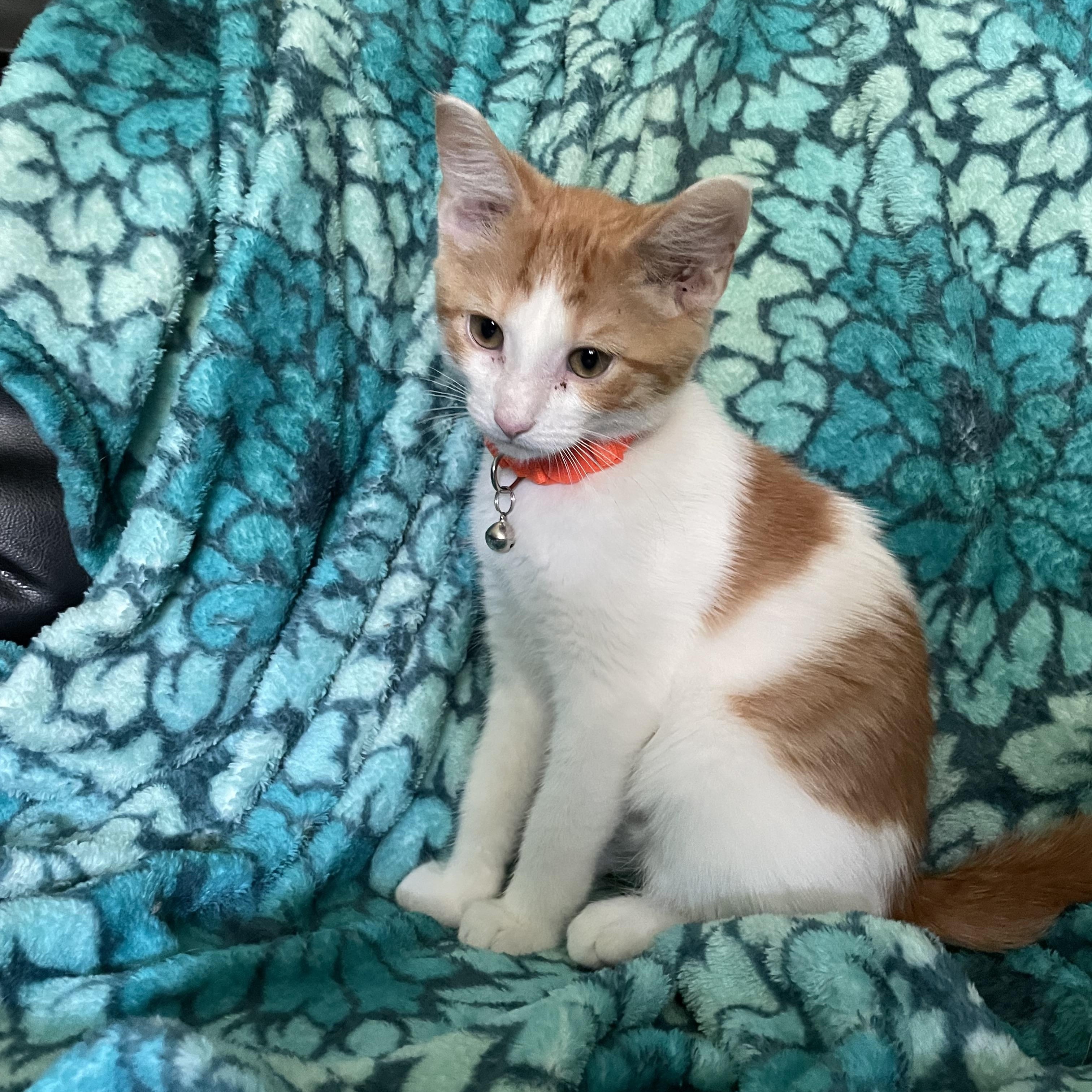 Balfour, an adopted Domestic Short Hair in Battle Ground, IN image 2/2