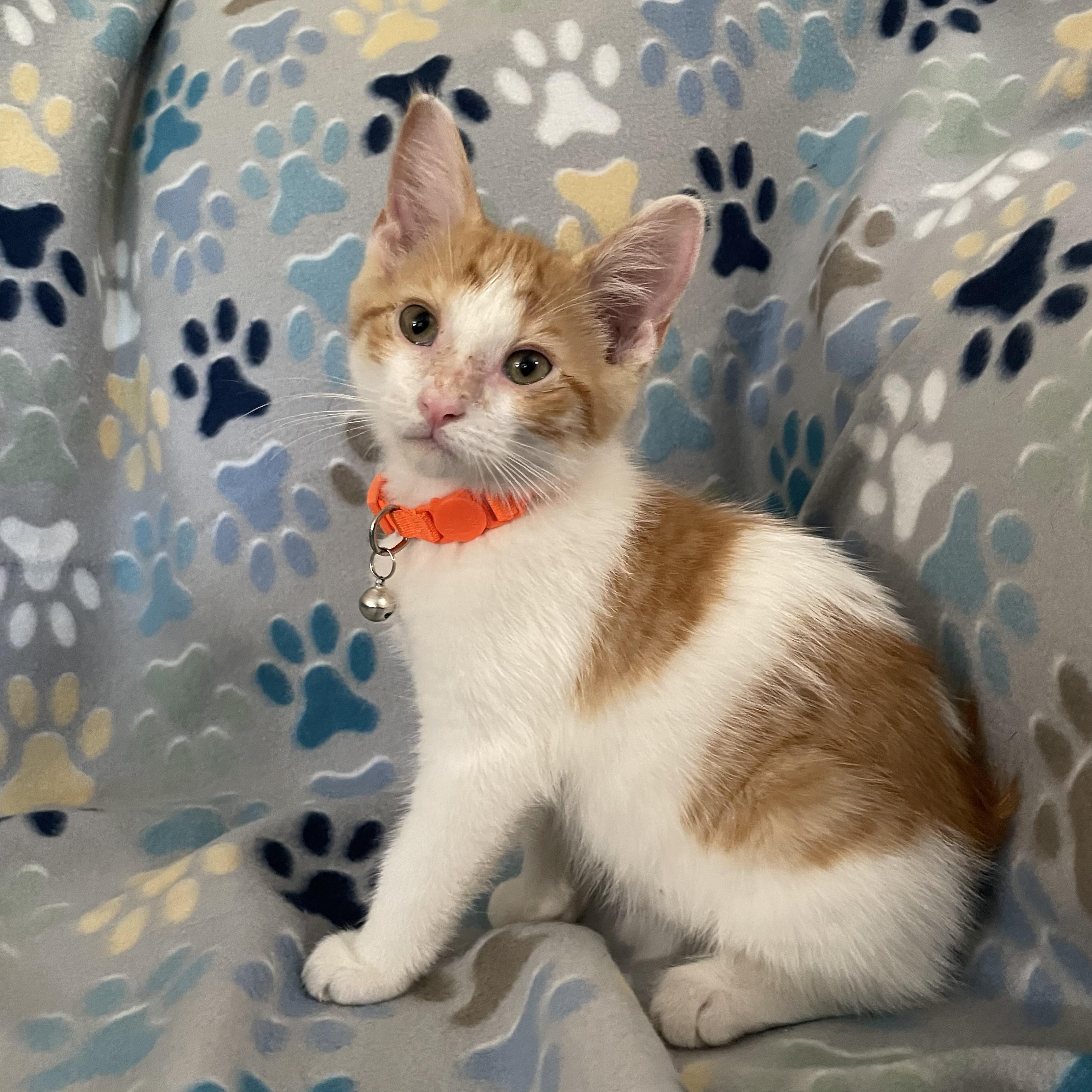 Balfour, an adopted Domestic Short Hair in Battle Ground, IN image 1/2