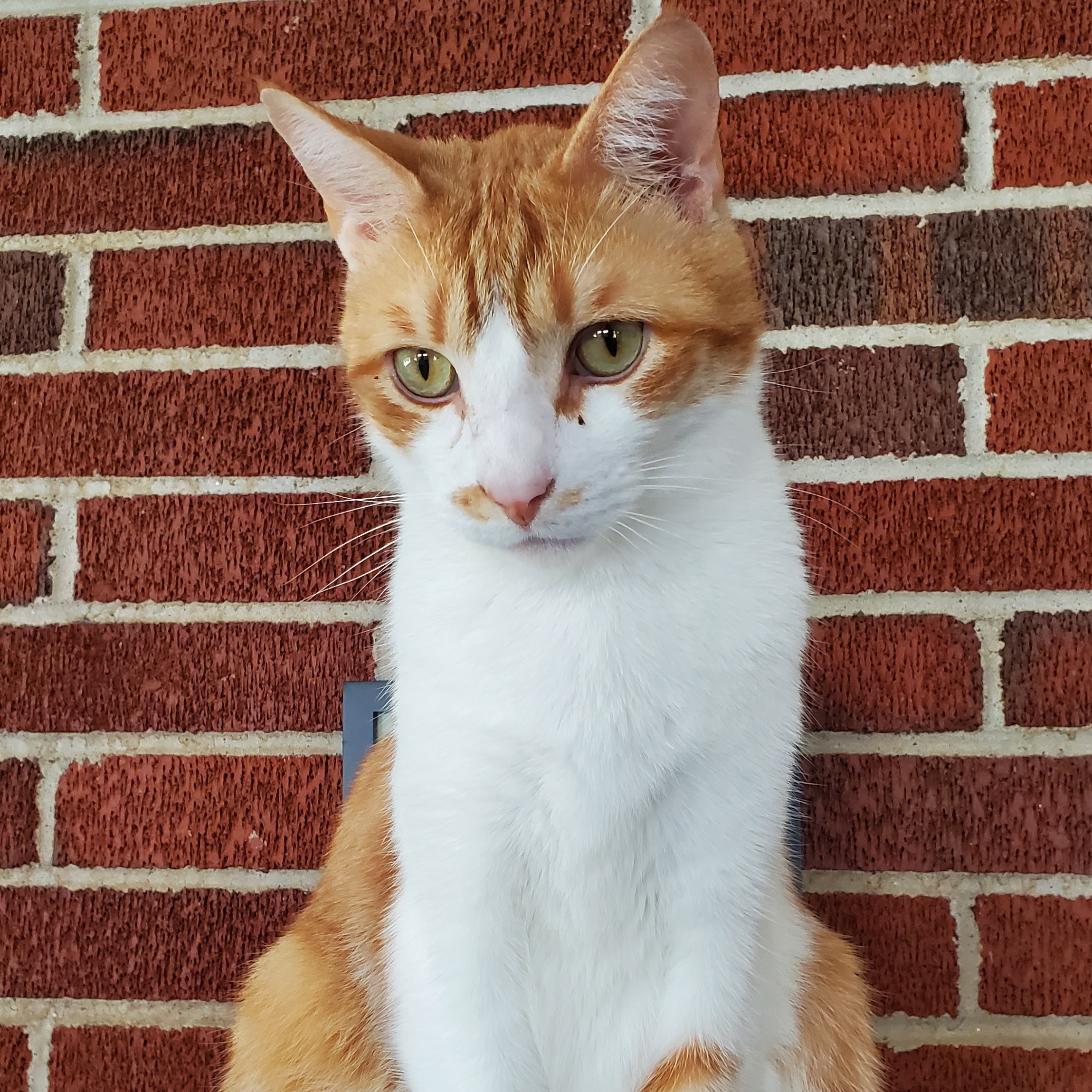 Jack, Adoptable, Adult Male Domestic Short Hair.