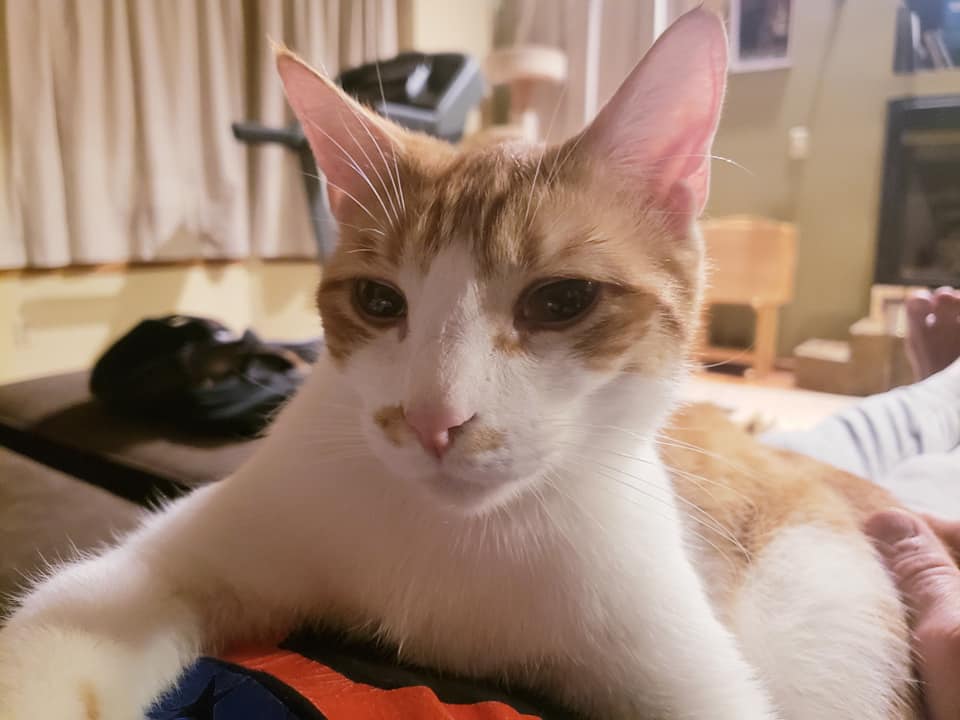 Jack, a Adoptable Domestic Short Hair in Camden, TN image 2/5
