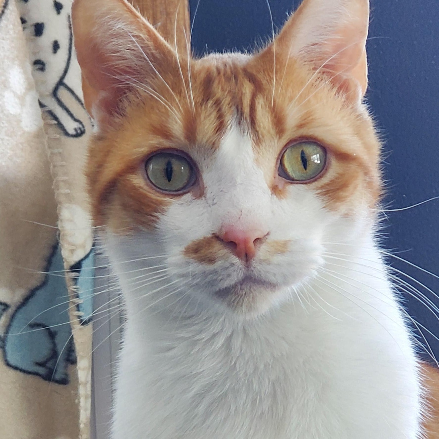 Jack, a Adoptable Domestic Short Hair in Camden, TN image 1/3