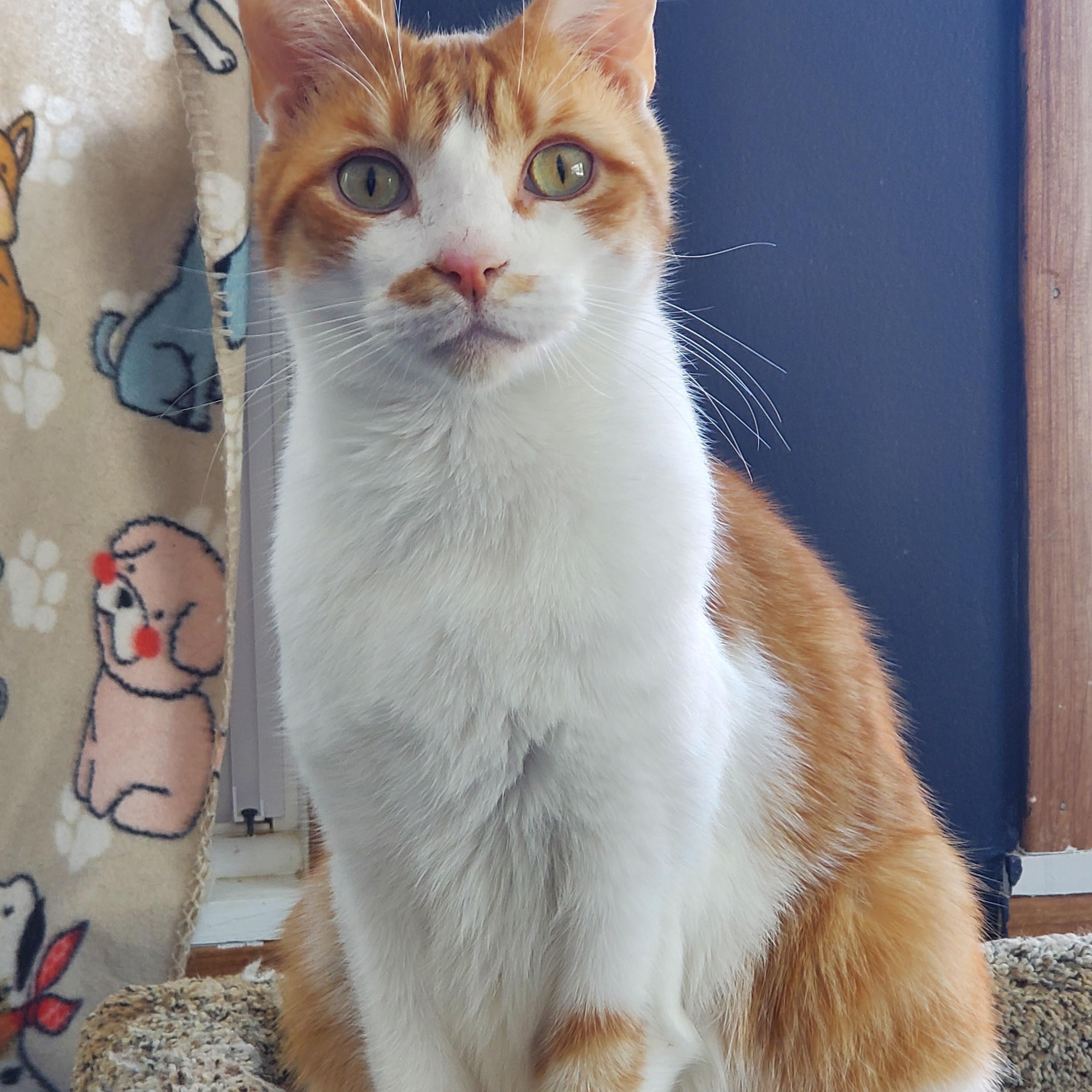 Jack, a Adoptable Domestic Short Hair in Camden, TN image 5/5