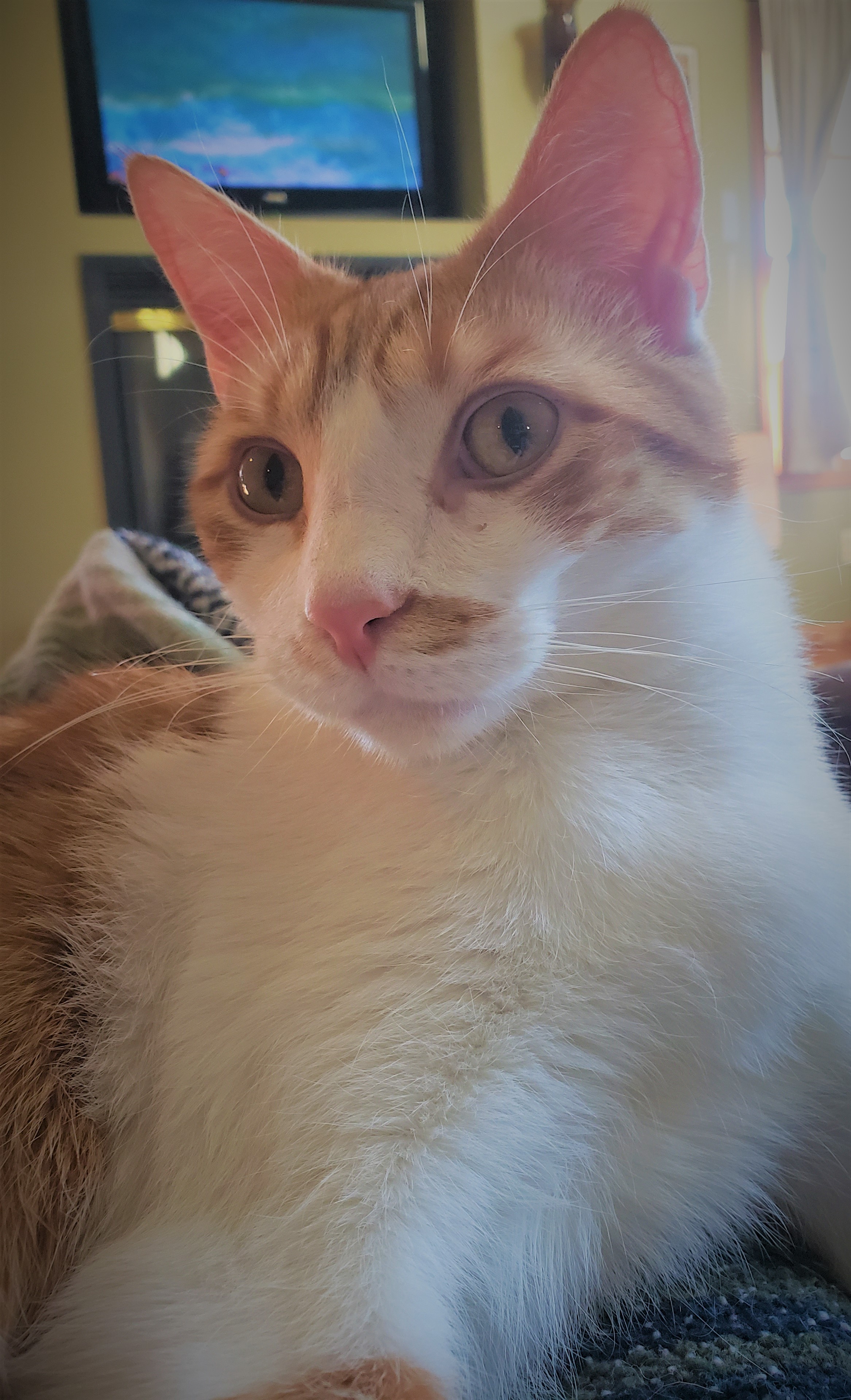 Jack, a Adoptable Domestic Short Hair in Camden, TN image 3/5