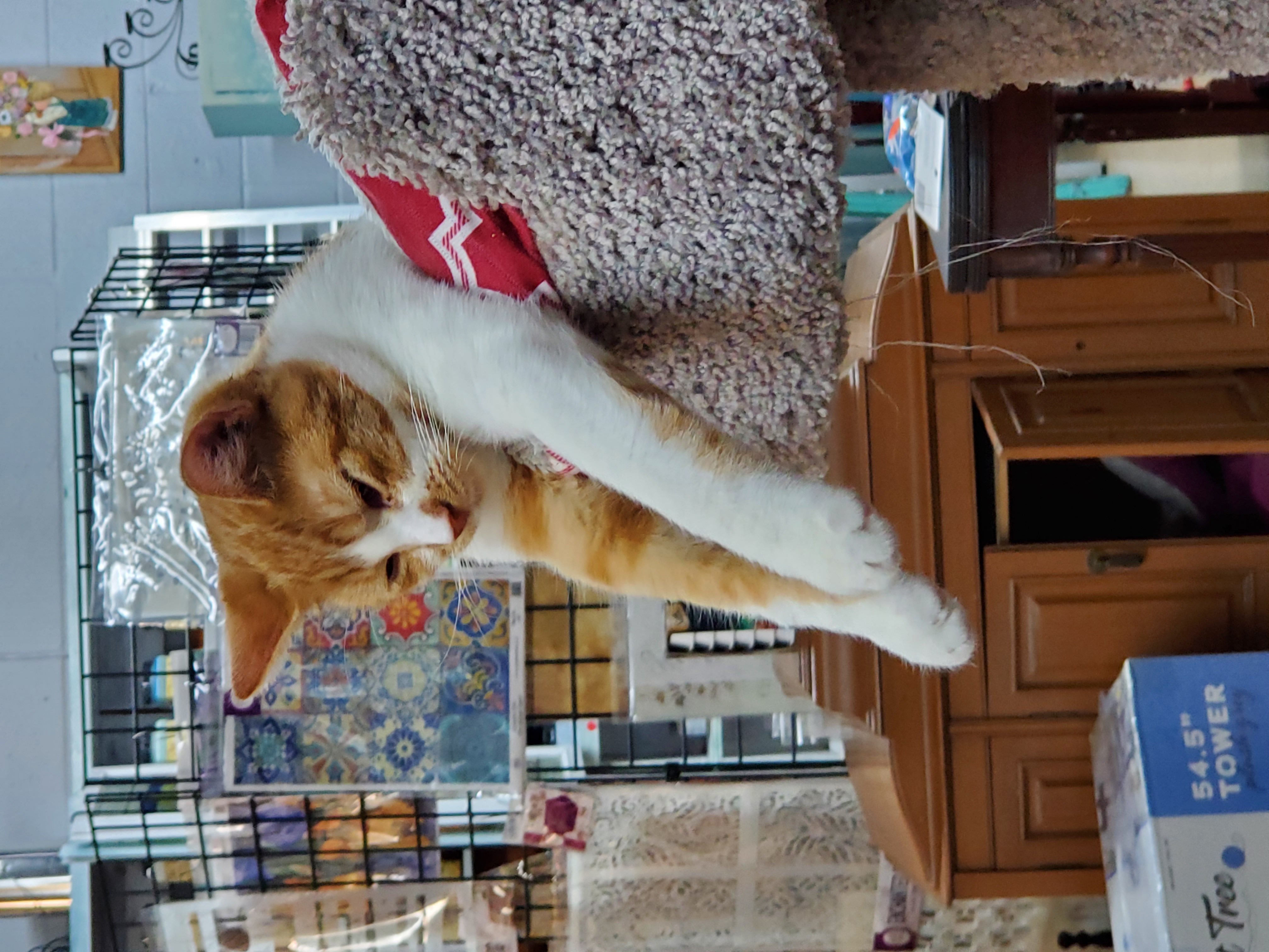Jack, a Adoptable Domestic Short Hair in Camden, TN image 4/5