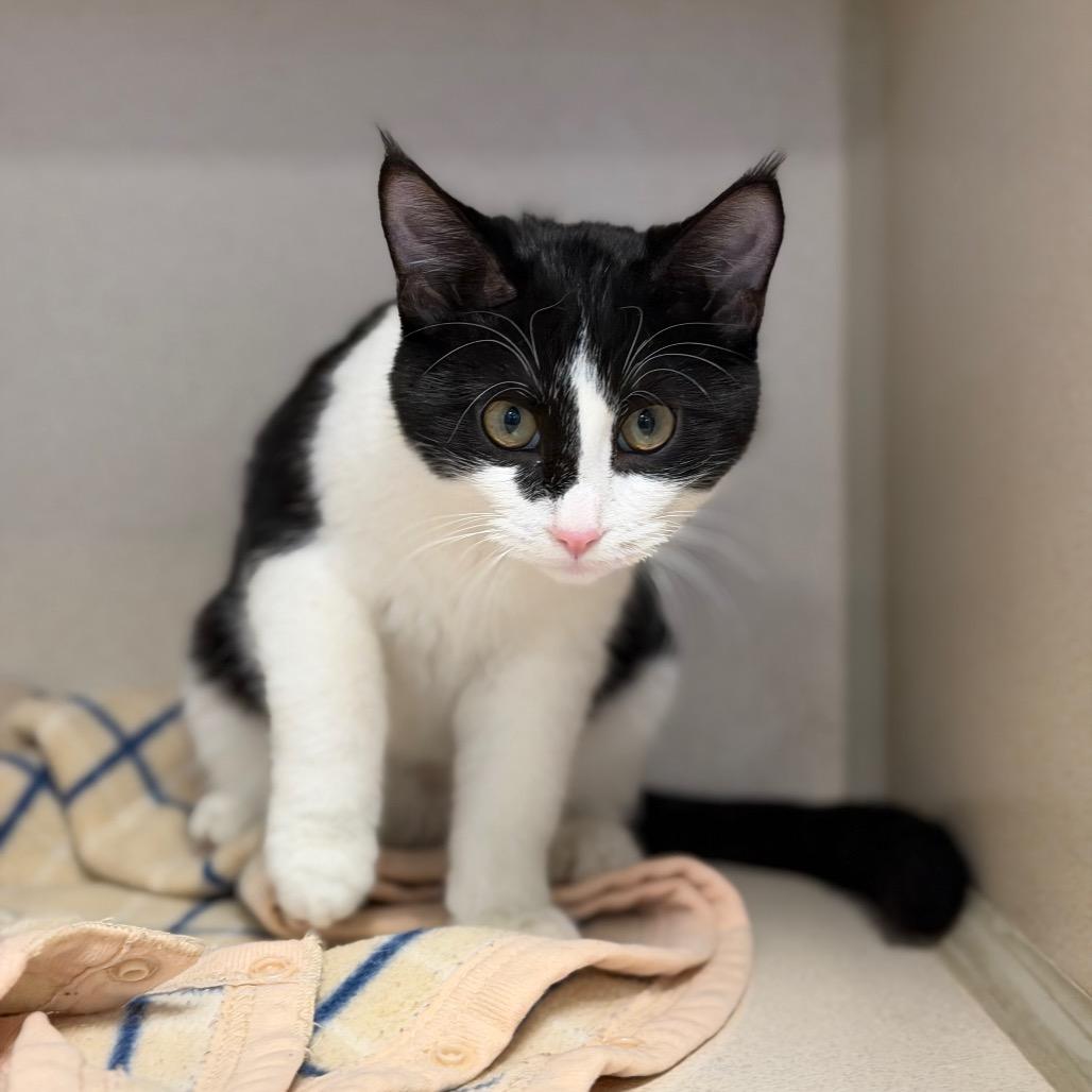 Enlarge Marie, a Adoptable Domestic Short Hair in Rifle, CO image 1/4