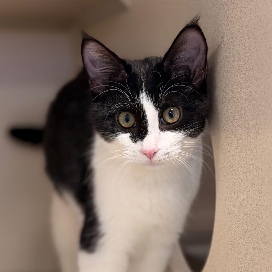 Enlarge Marie, a Adoptable Domestic Short Hair in Rifle, CO image 2/4