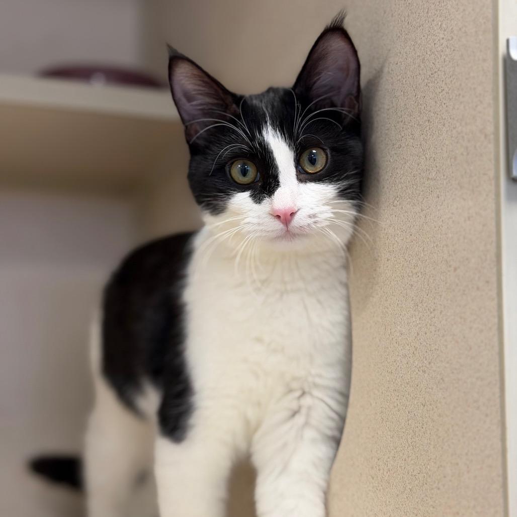 Enlarge Marie, a Adoptable Domestic Short Hair in Rifle, CO image 3/4