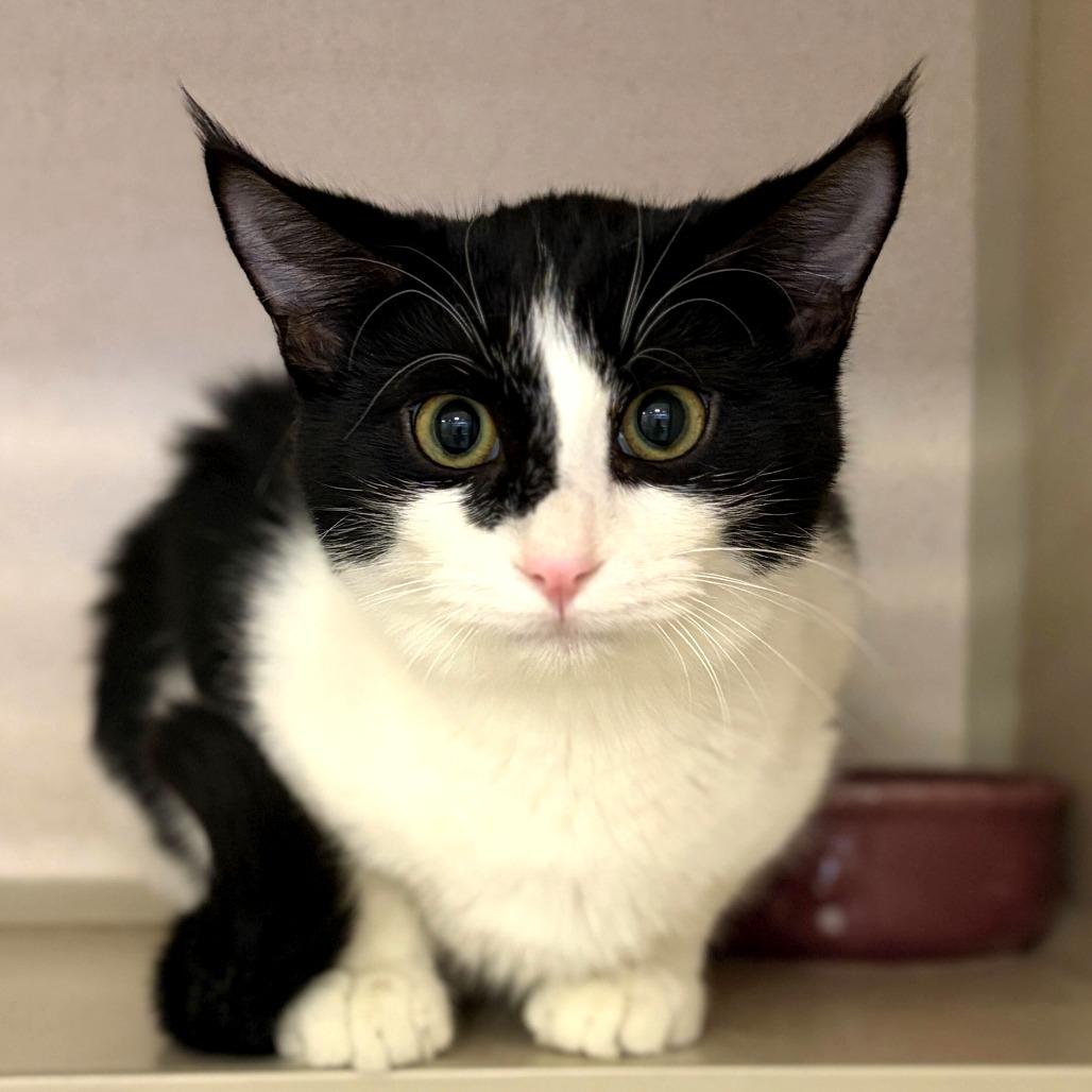 Enlarge Marie, a Adoptable Domestic Short Hair in Rifle, CO image 4/4