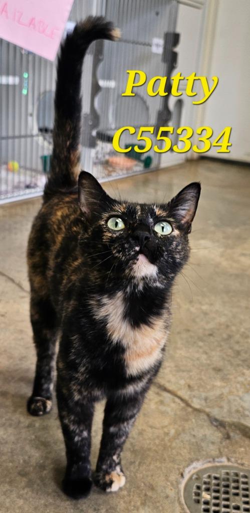 Patty, Adoptable, Young Female Domestic Short Hair.