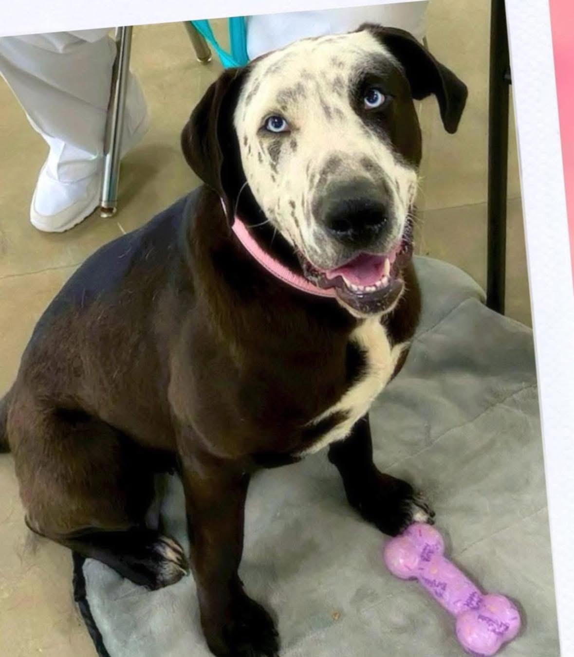 Celeste — thumbnail 4