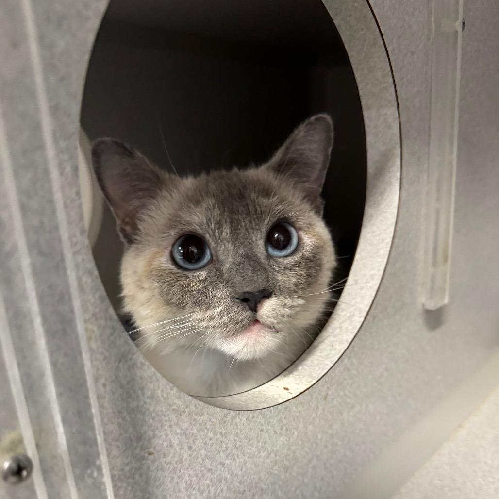 Enlarge Junee, a Adoptable Domestic Short Hair in Long Beach, CA image 1/3