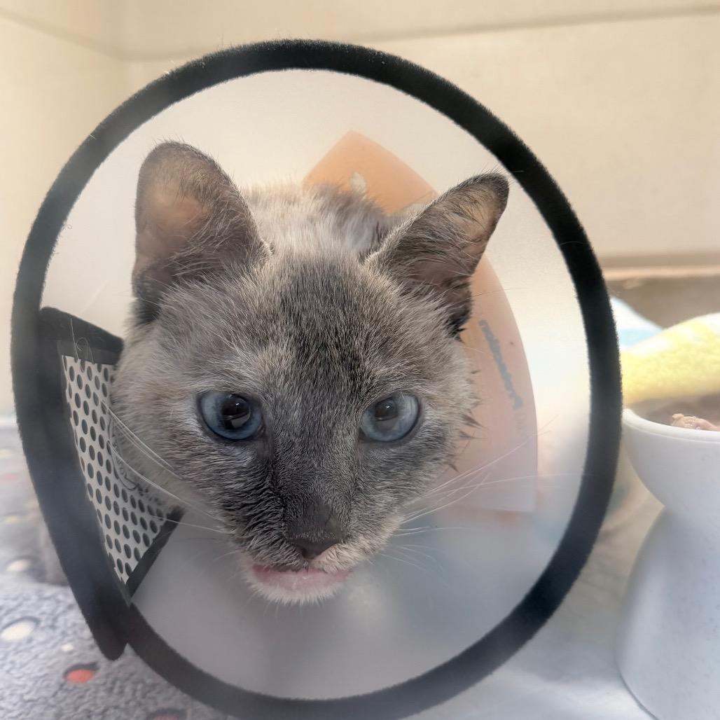 Enlarge Junee, a Adoptable Domestic Short Hair in Long Beach, CA image 2/3