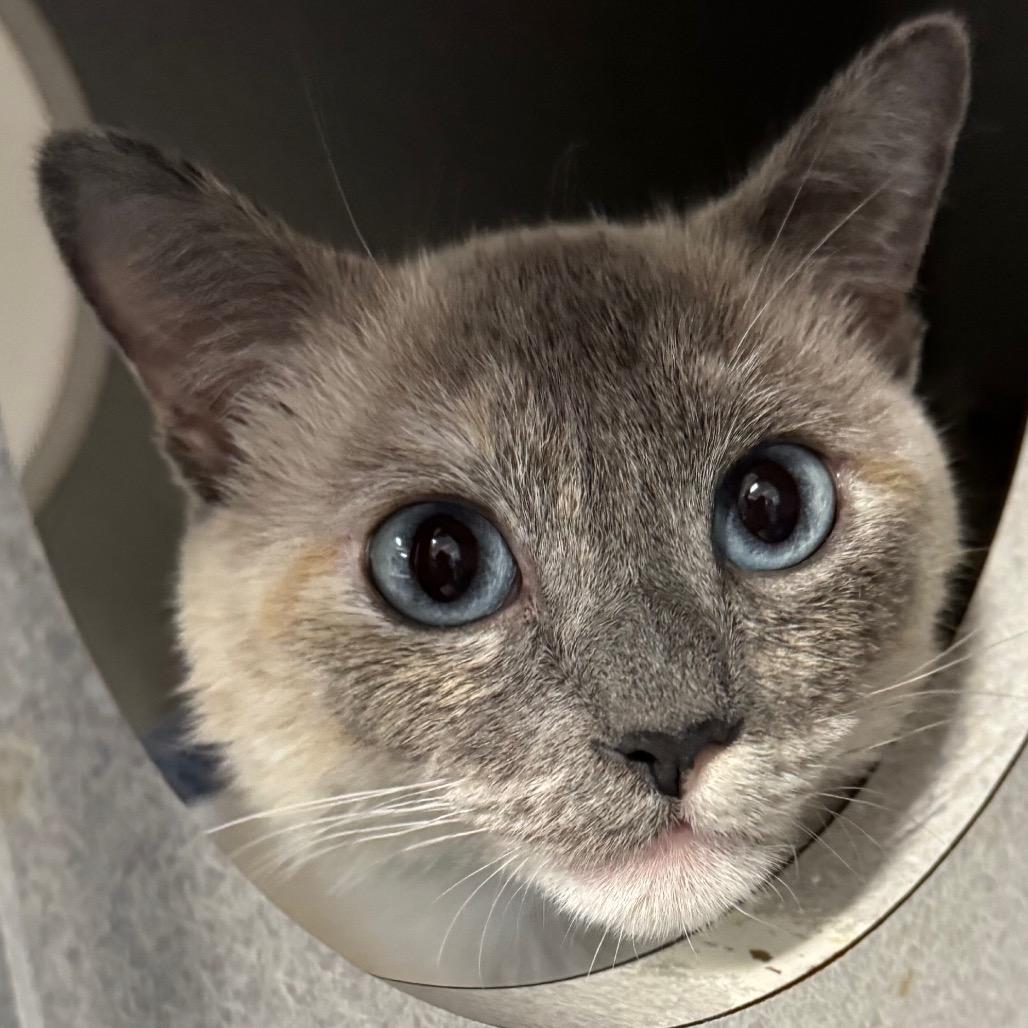 Enlarge Junee, a Adoptable Domestic Short Hair in Long Beach, CA image 3/3