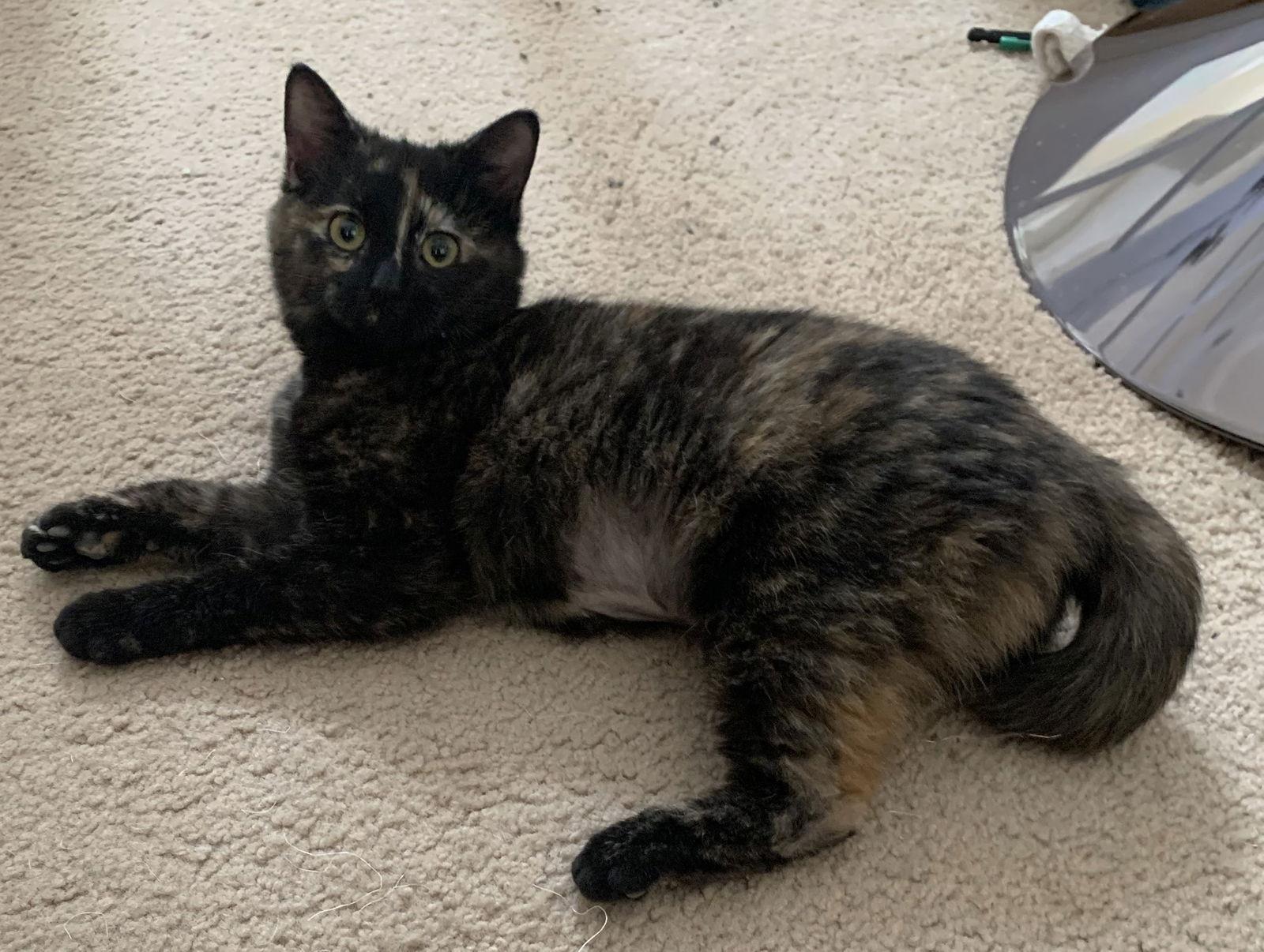 Marzipan, Adopted, Kitten Female Domestic Short Hair.