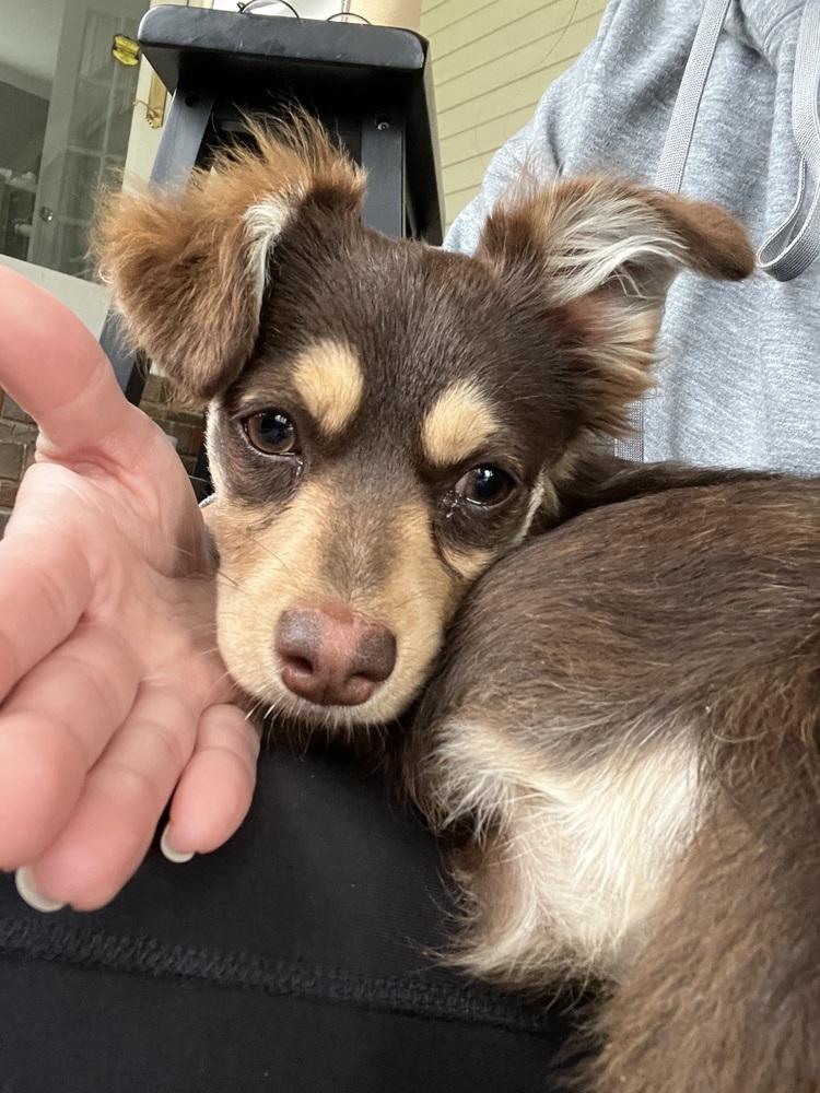 Mocha, Adopted, Puppy Female Chihuahua & Dachshund.