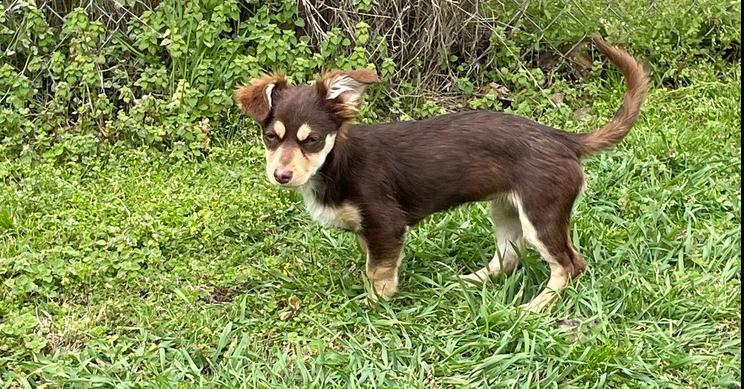 Mocha, a Adopted mixed breed in Pulaski, TN image 2/3
