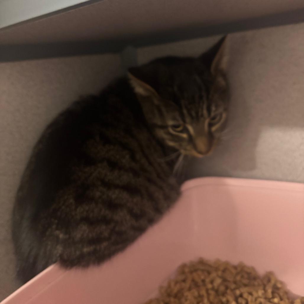 Enlarge Tater, a Adoptable Domestic Short Hair in Greenville, PA image 1/3