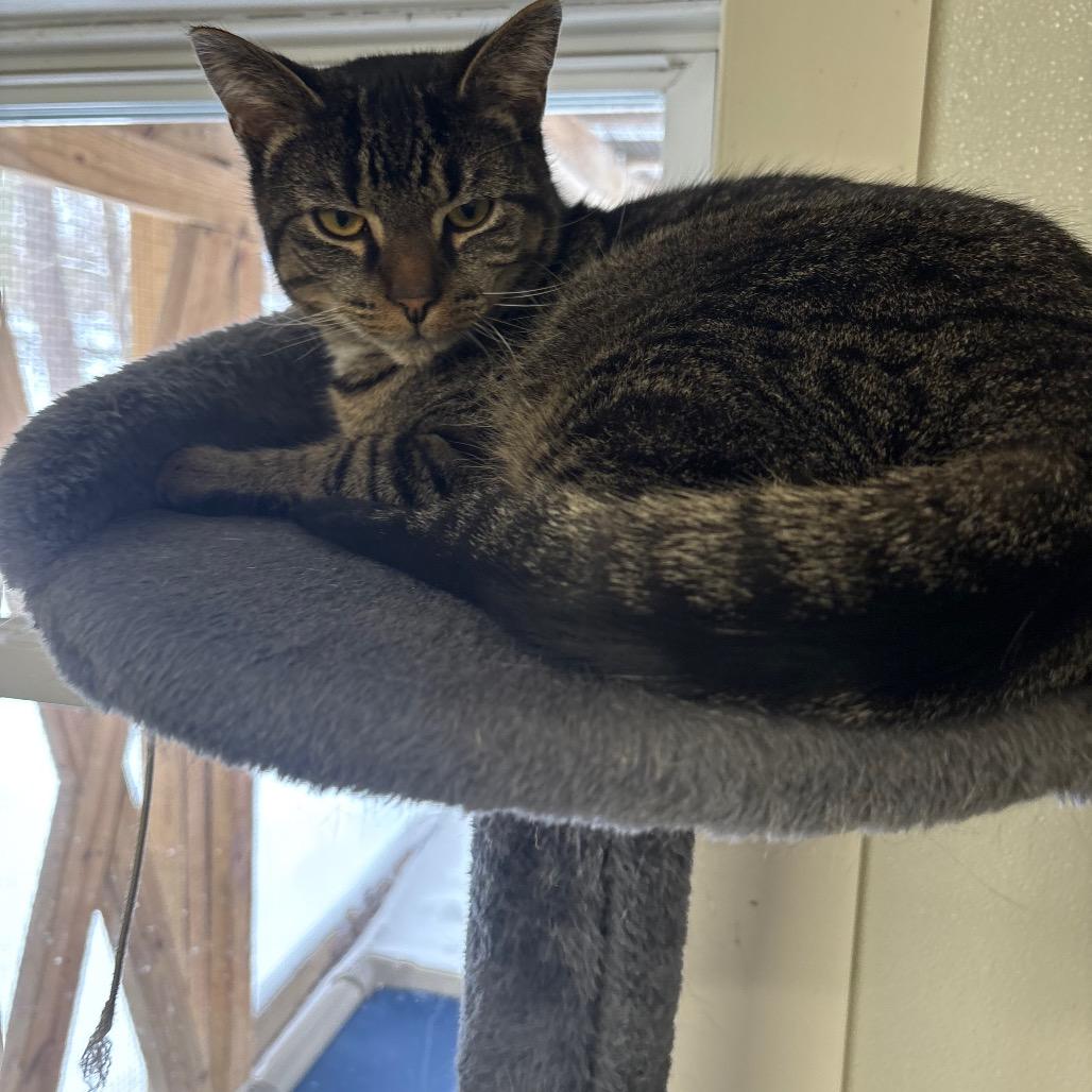 Enlarge Tater, a Adoptable Domestic Short Hair in Greenville, PA image 3/5