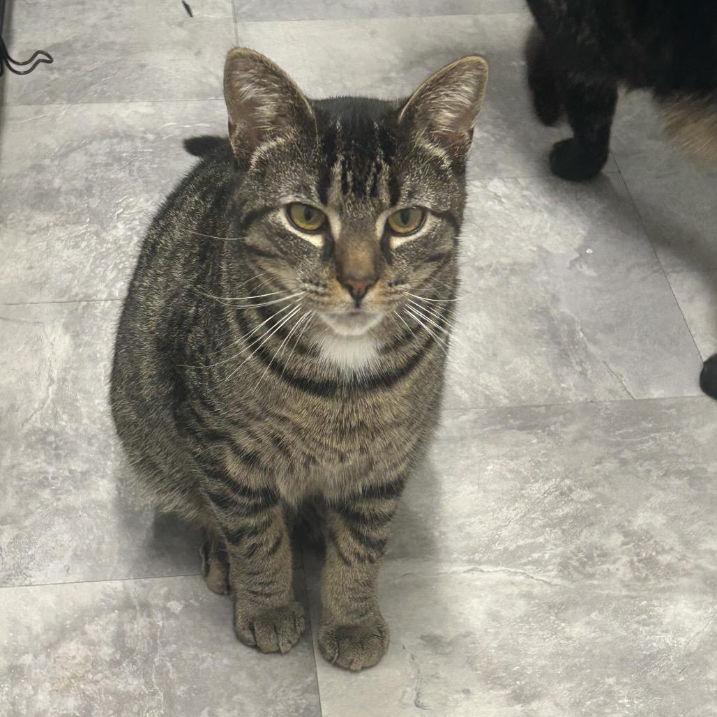 Enlarge Tater, a Adoptable Domestic Short Hair in Greenville, PA image 4/6