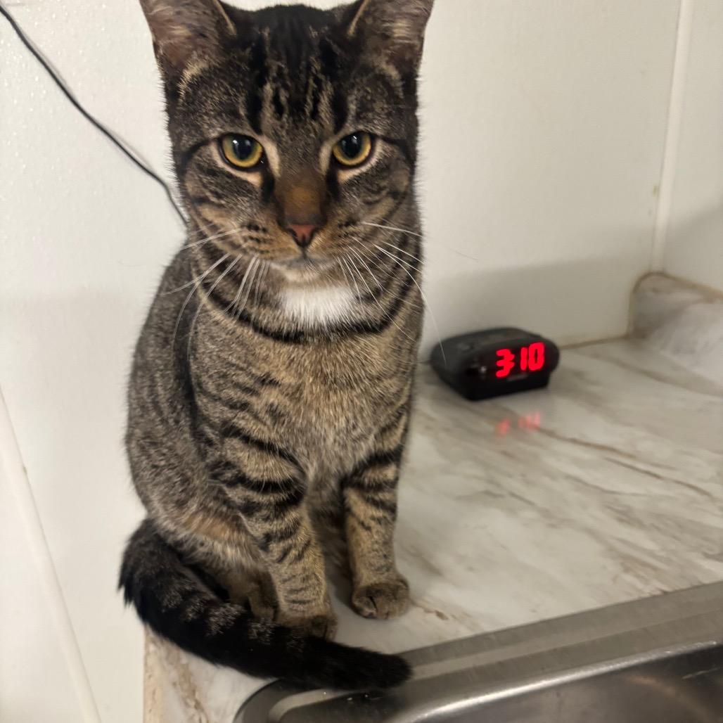 Enlarge Tater, a Adoptable Domestic Short Hair in Greenville, PA image 4/5