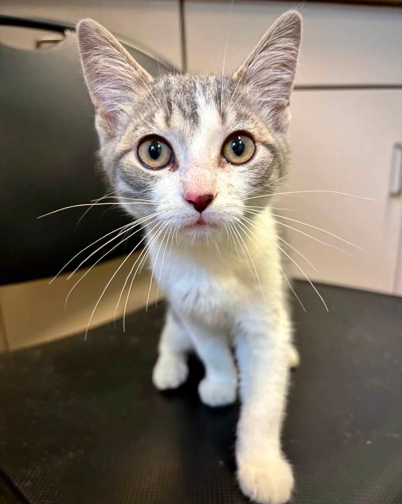 Princess, Adoptable, Kitten Female Domestic Short Hair.