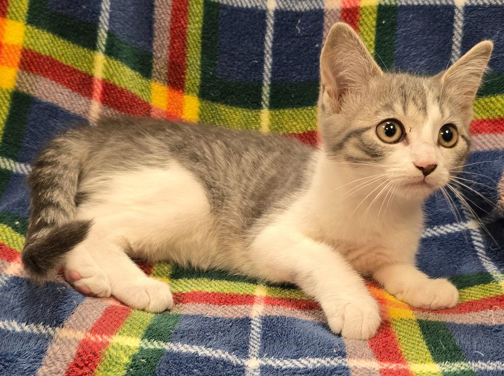 Princess, a Adoptable mixed breed in Murphysboro, IL image 2/3