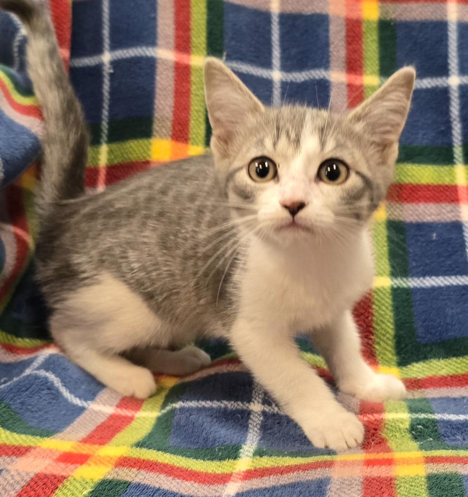 Princess, a Adoptable mixed breed in Murphysboro, IL image 3/3