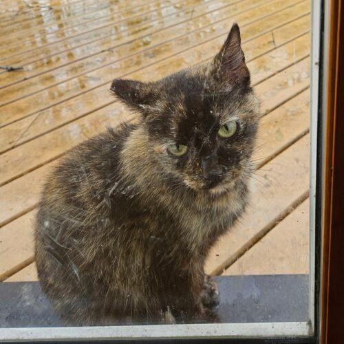 Cinder, Adoptable, Adult Female Domestic Short Hair.